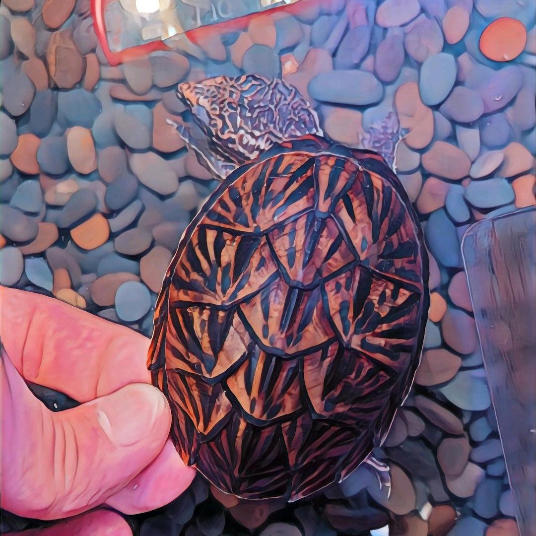 斯普林特🐀🐢🐢🐢🐢