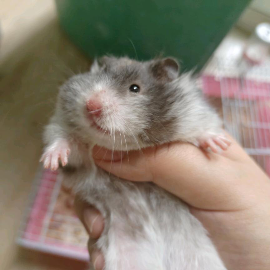 雷雷