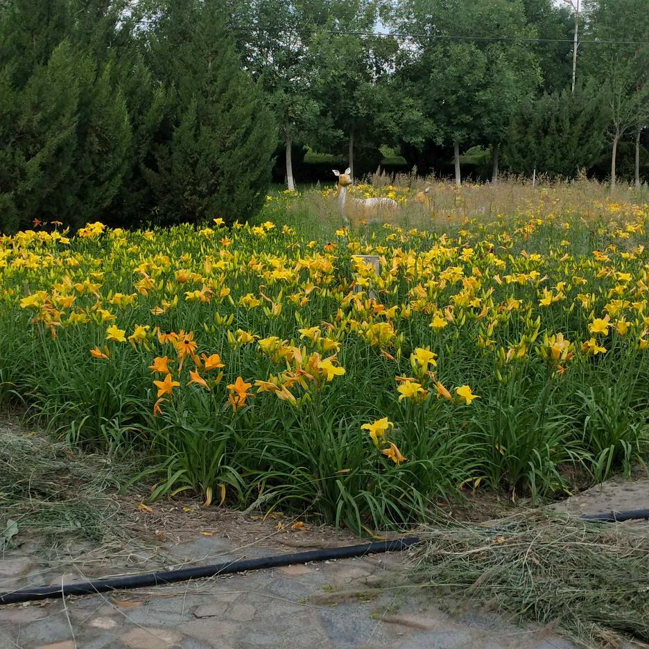 生活无奈，虚现实