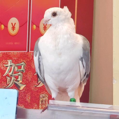 懒