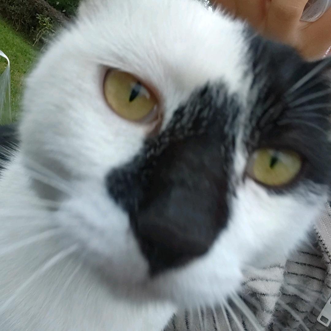 风流倜傥杨大帅