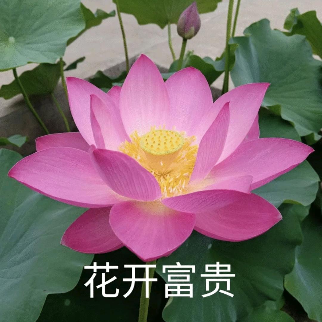 学玉