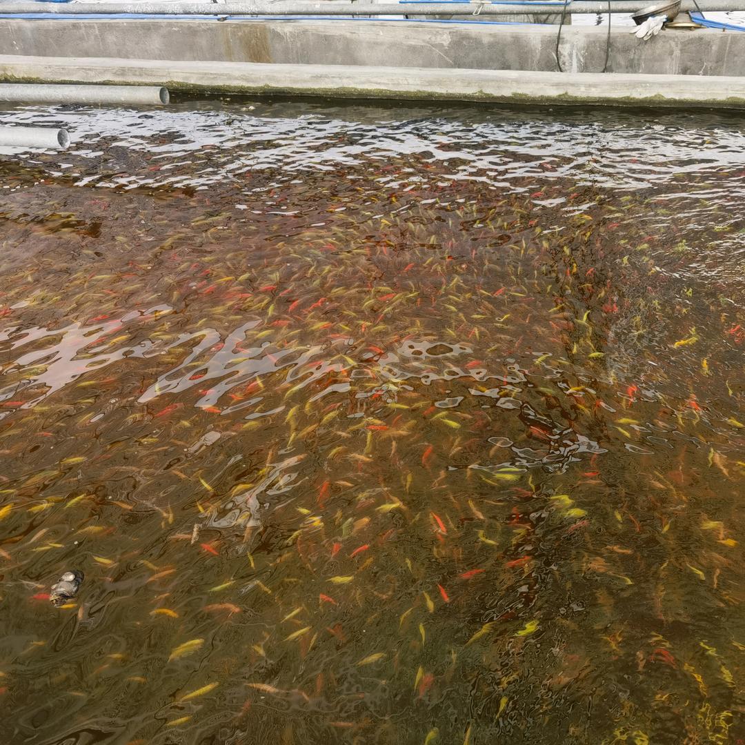 谜鱼水族世界