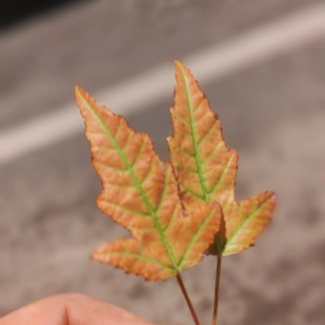 奔跑的蜗牛