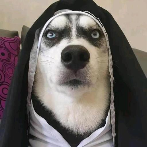 yufishyu666