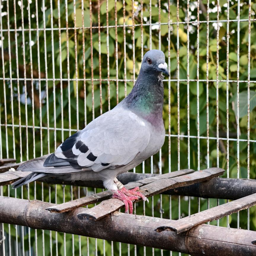 丰羽养鸽人🕊