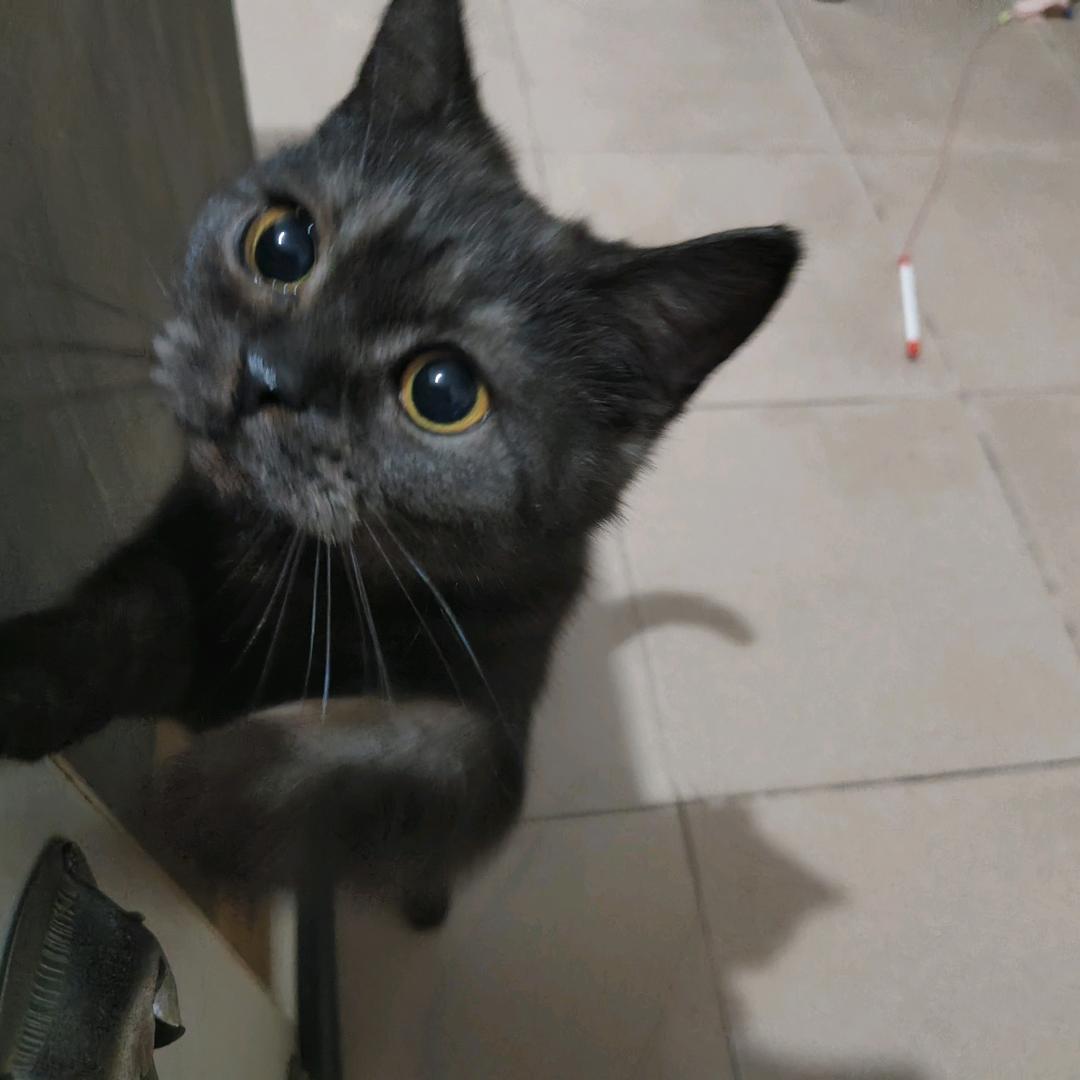 小满（煤球版）