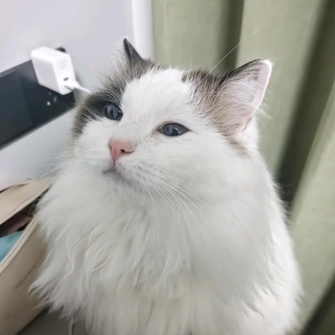歪歪大王