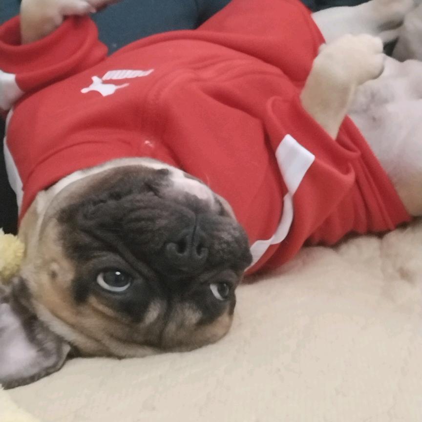 开心肉墩是个小胖纸