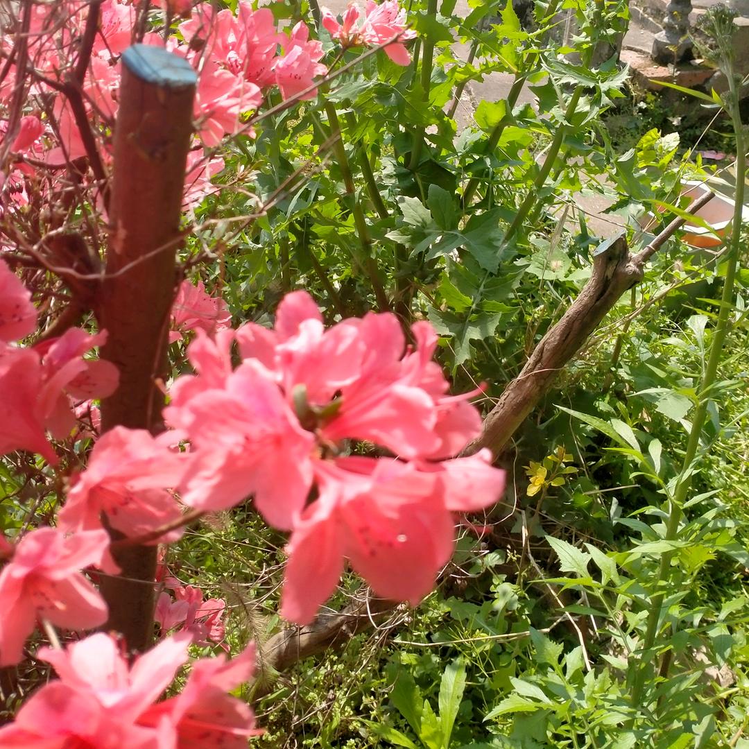 远兮