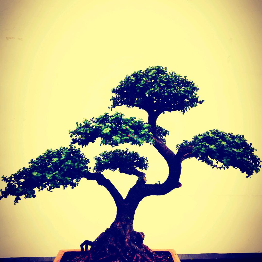赏花养心情