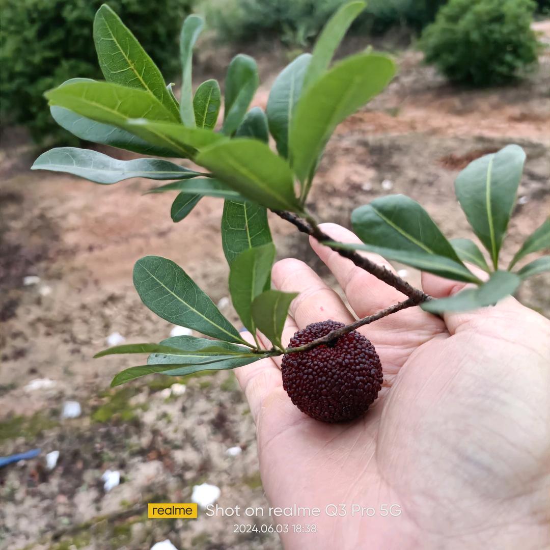 潮汕穗鹏:(hao.yun.lai)