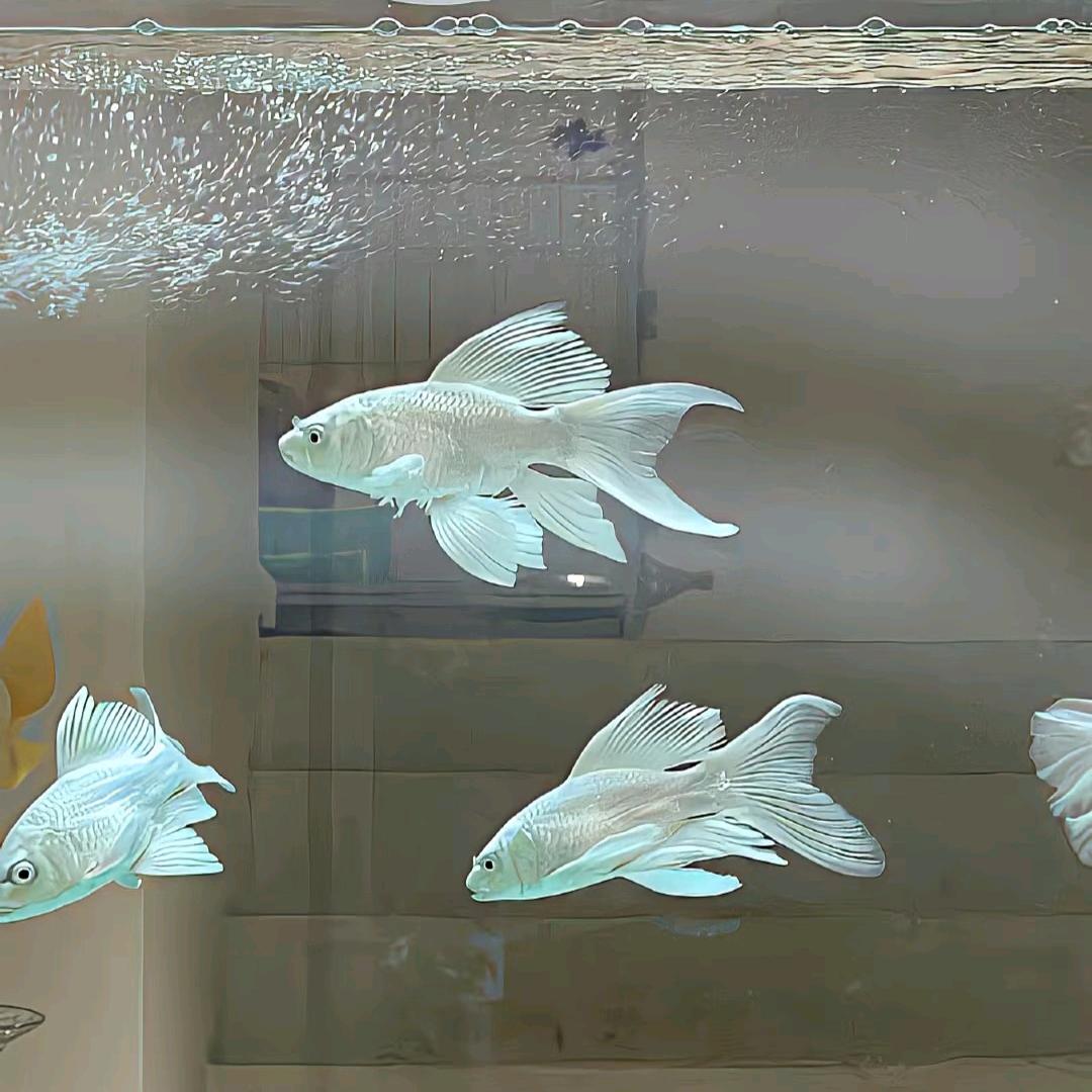 杰丰源一凡