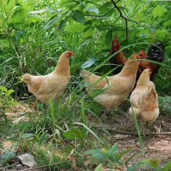 小生活家庭农场