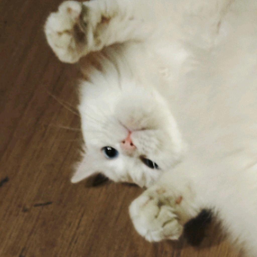 佳怡不吃猫粮
