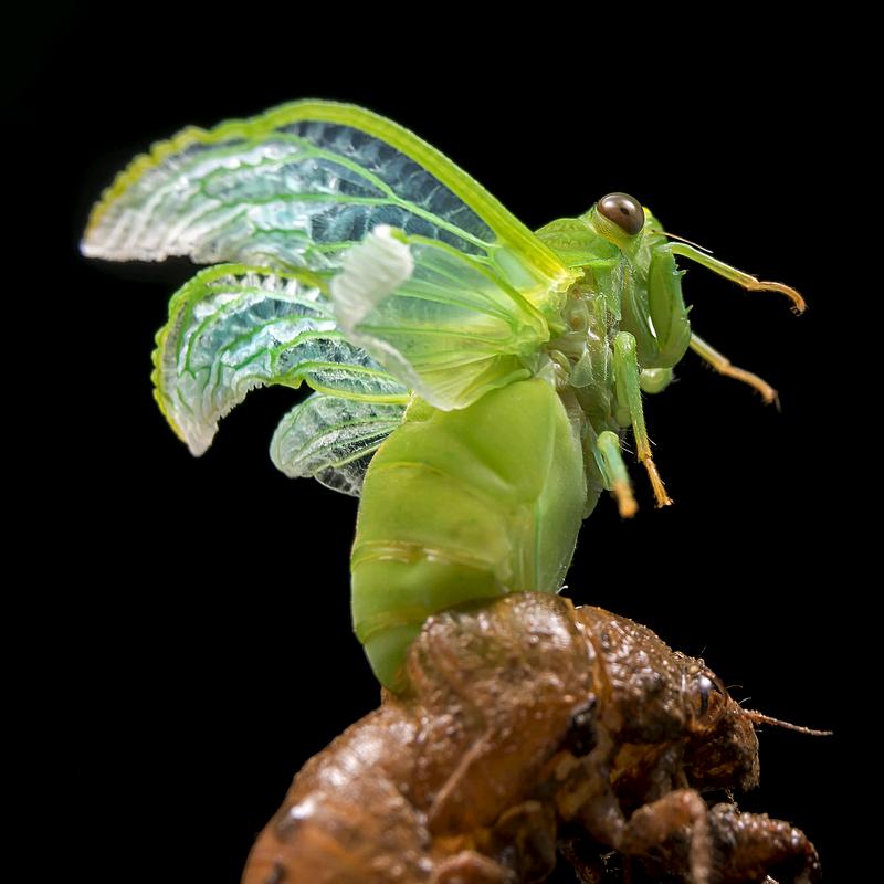 爱戴帽子的舍长