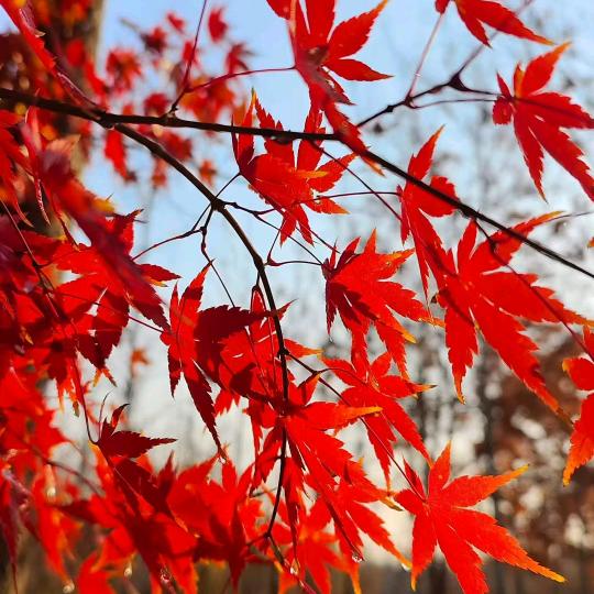 乔木景观