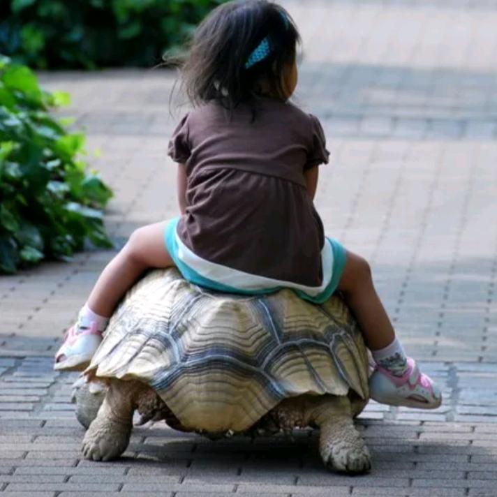 骑着龟龟去如家