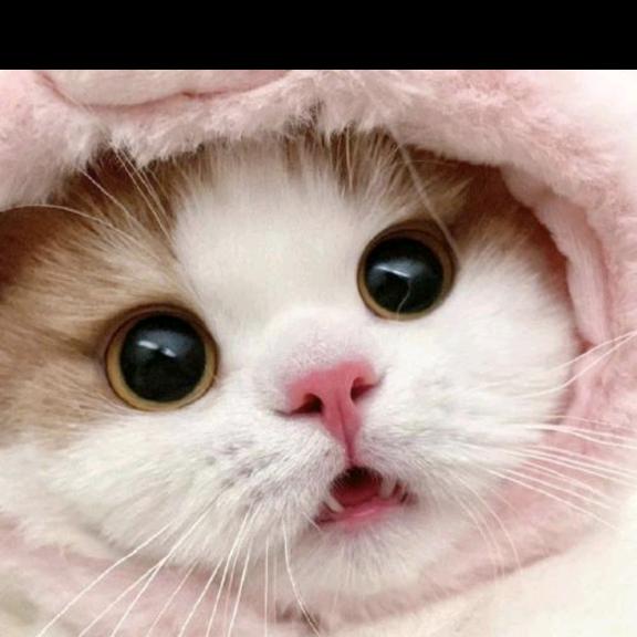 胖阳的宠物店-森弟