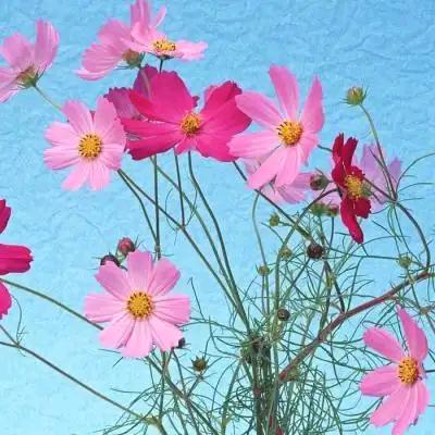 妈妈装好物推荐