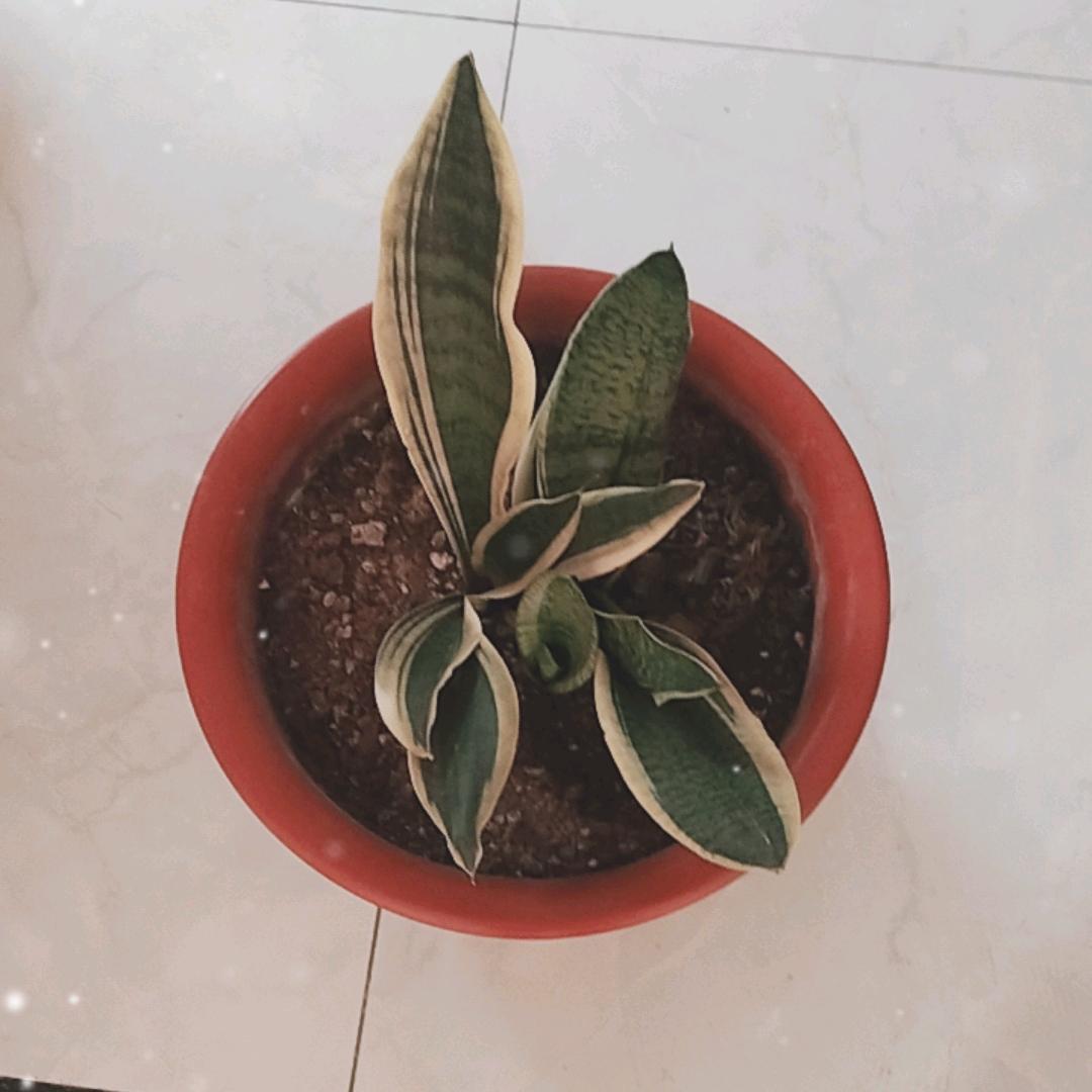 一生平安