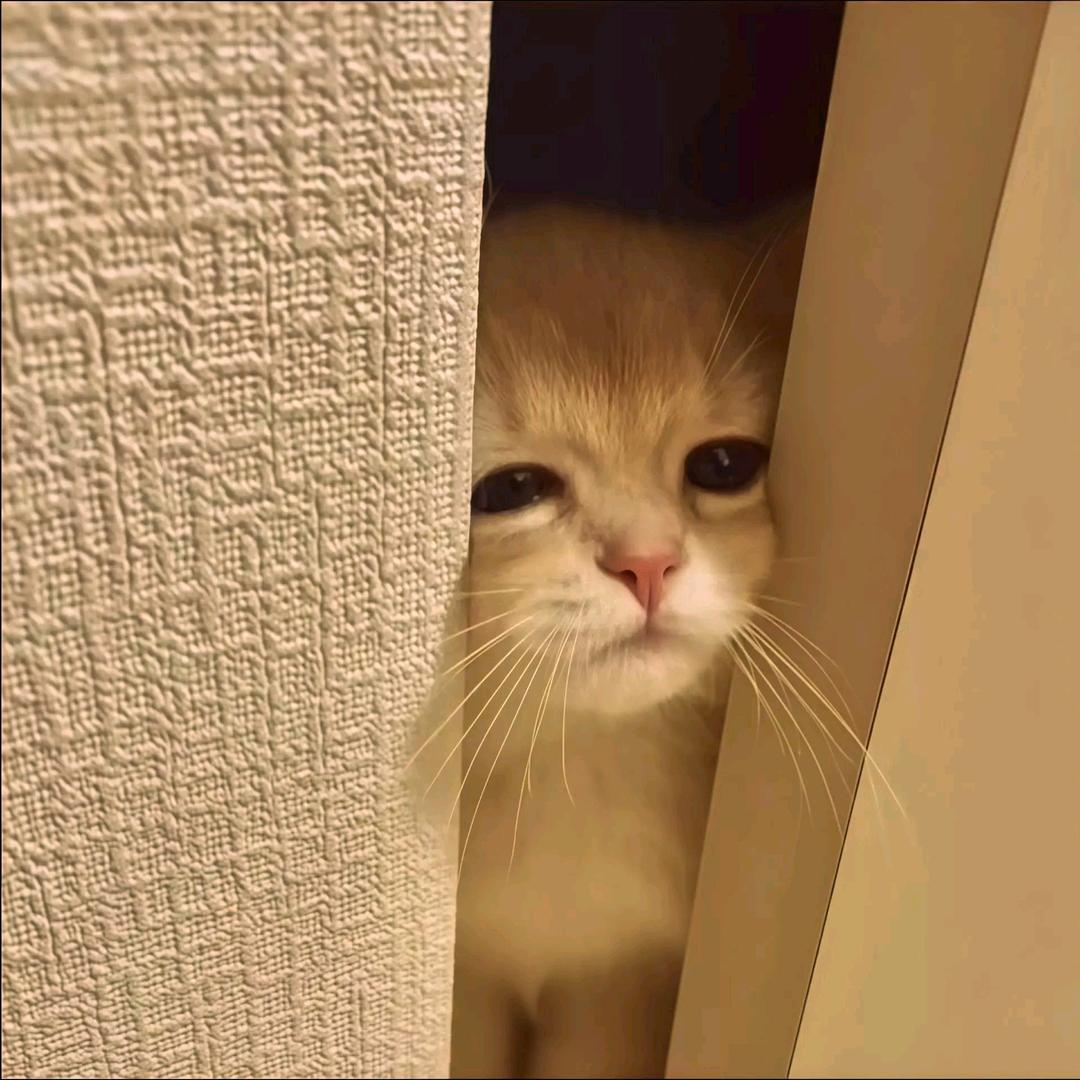 隋