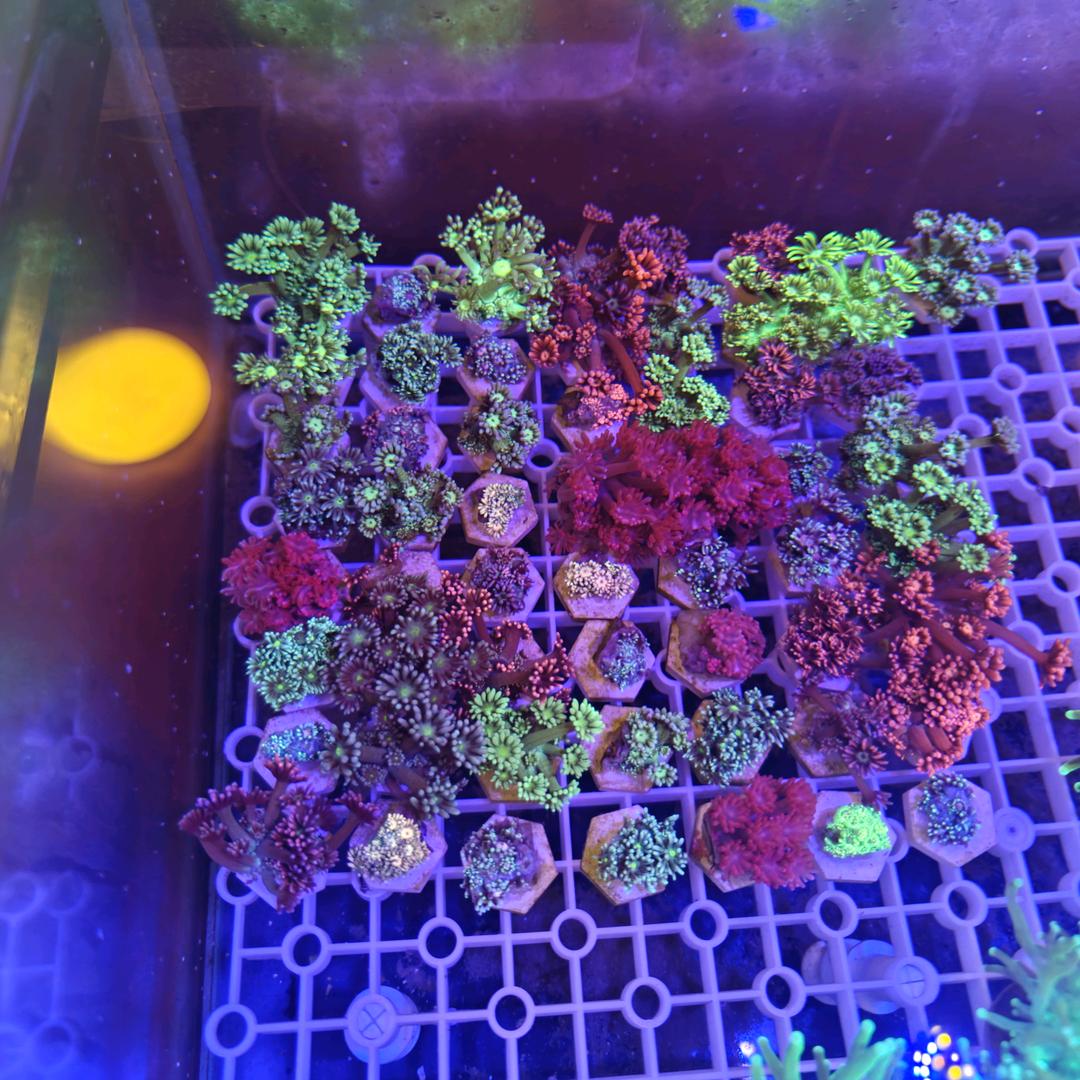 远航者海水生物-珊瑚
