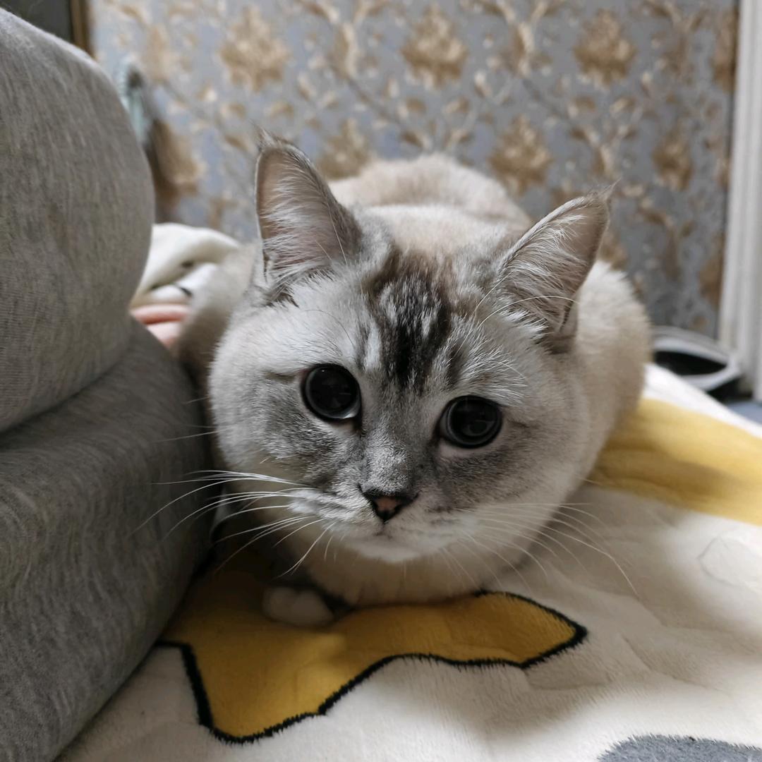CAT（肥肥版）