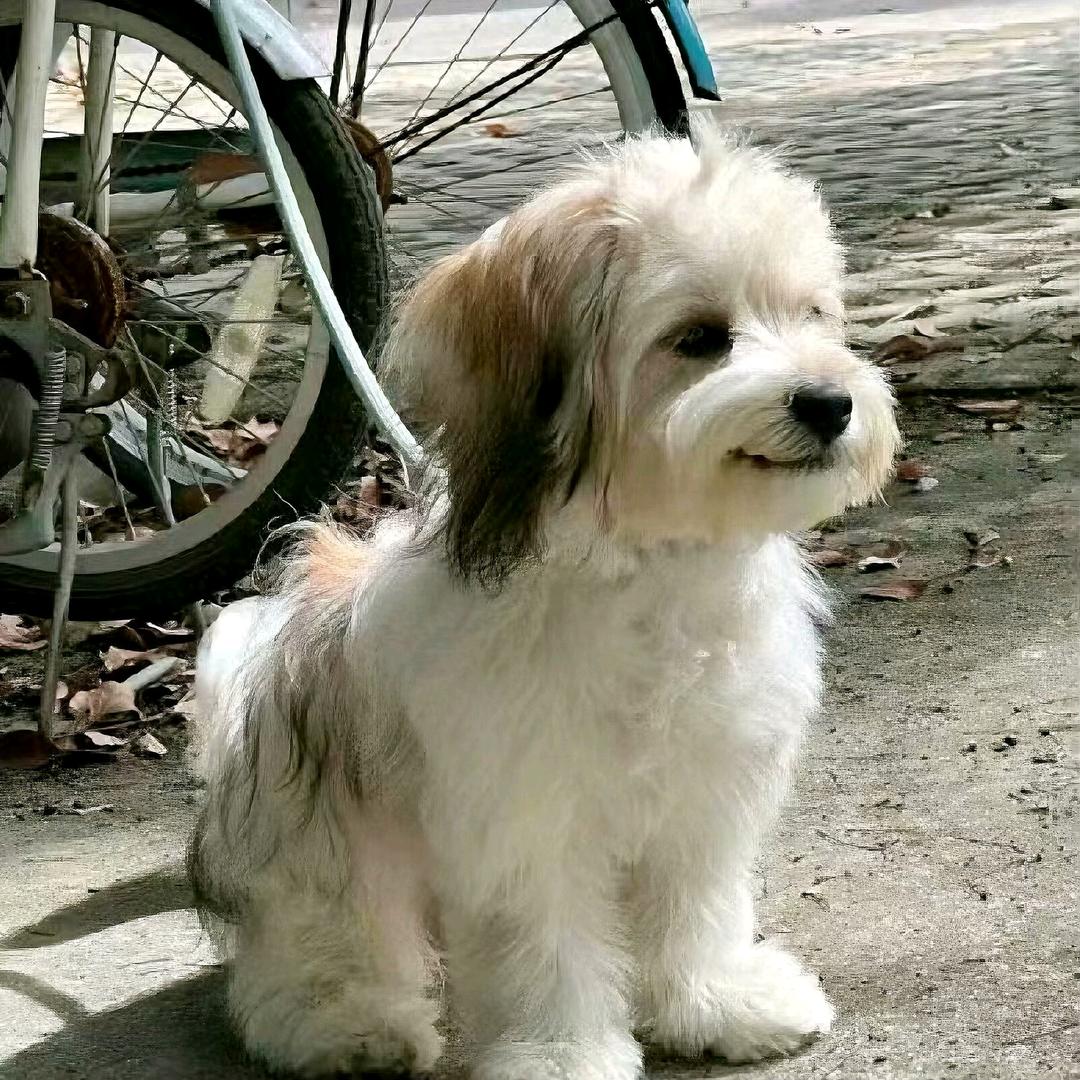 西一诺