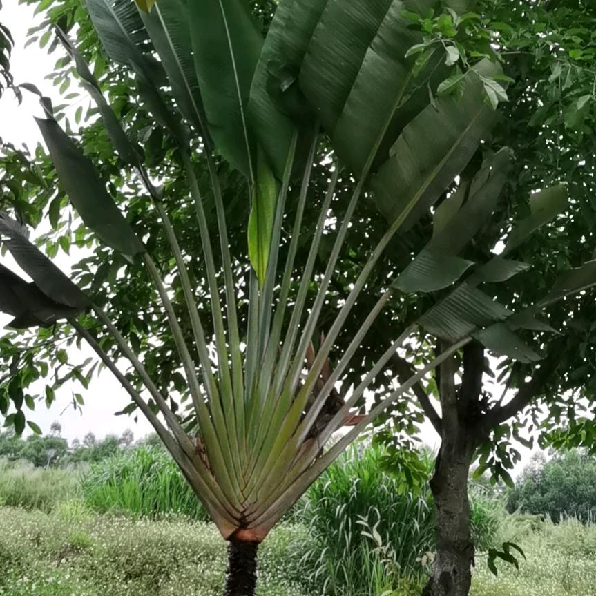 王姐
