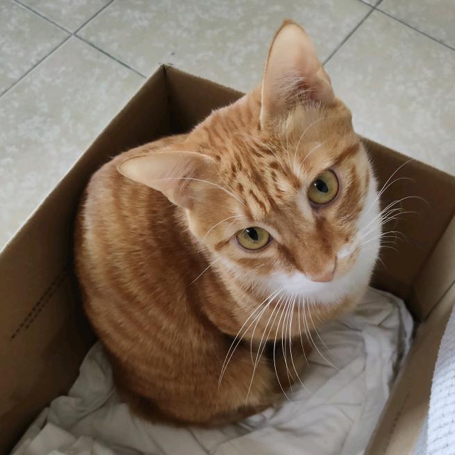 旺旺是只喵🐱