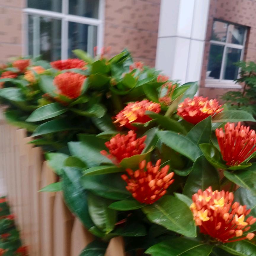 芹