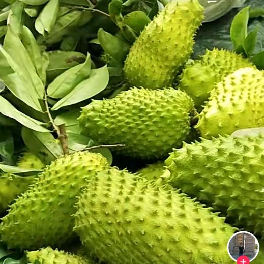 释迦种植小王子