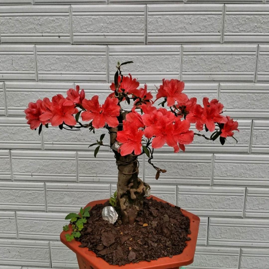 黔岭桩缘
