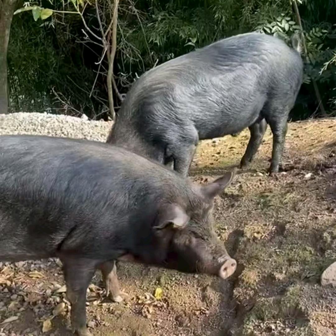 莲妹乡村土特产
