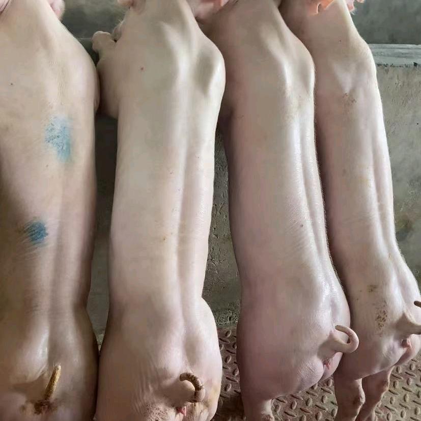 鸿歆种猪种猪场