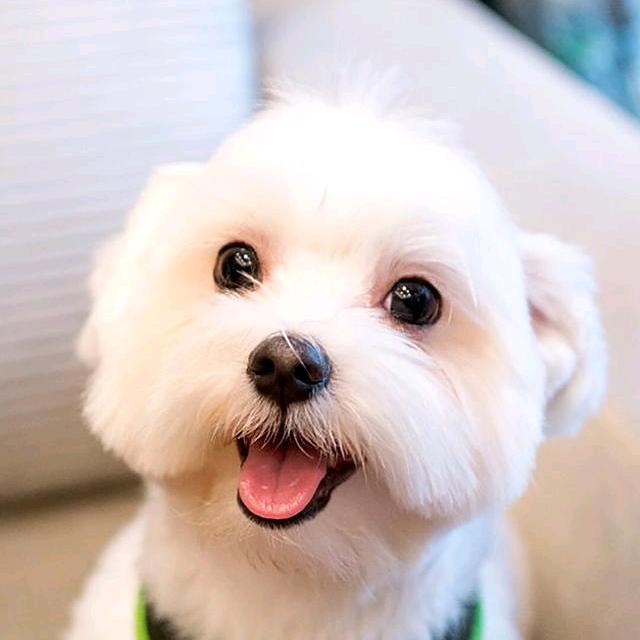 陶大大