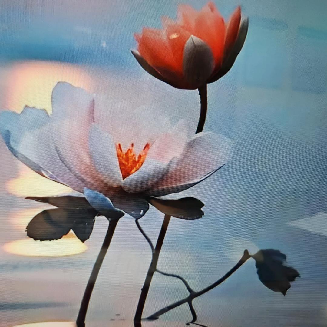 疯子（小趴菜）