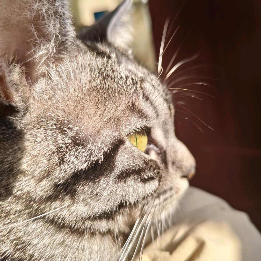 小A.头像