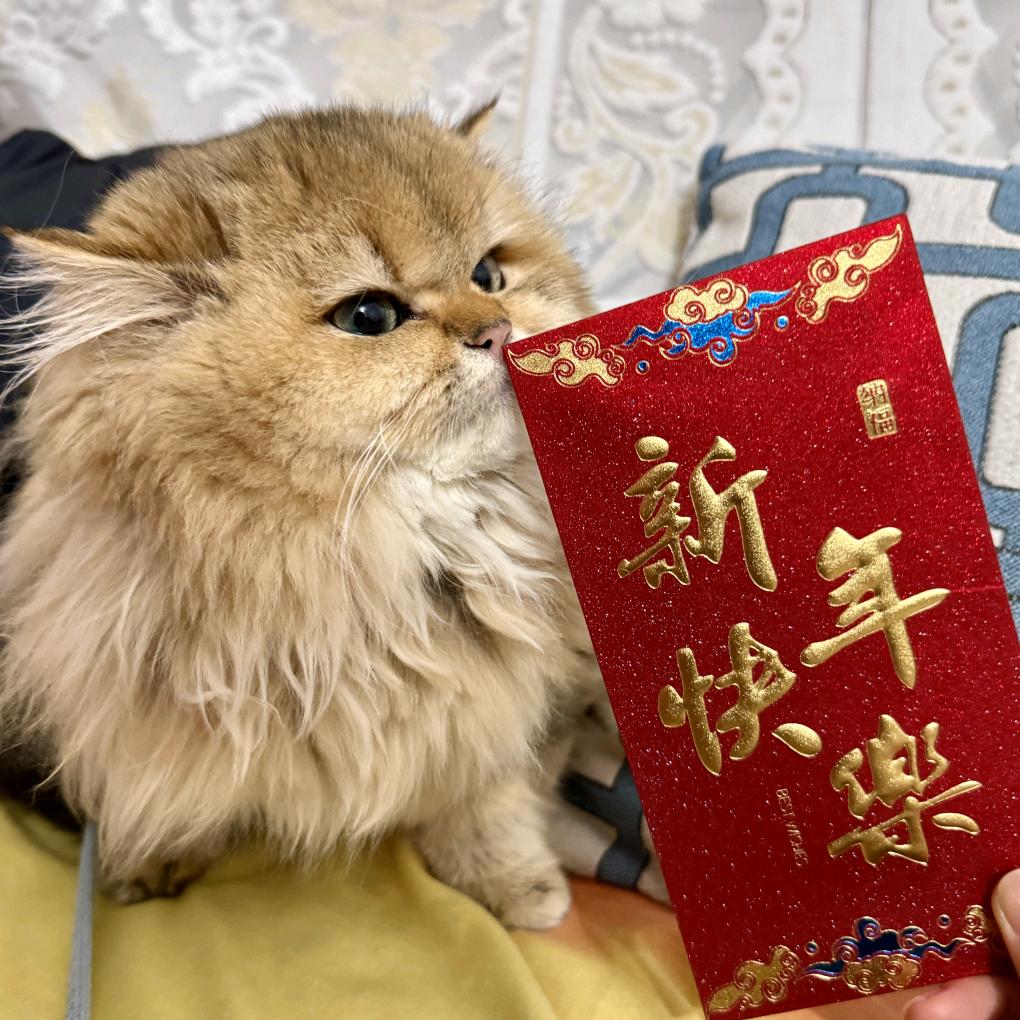 🐱柚柚