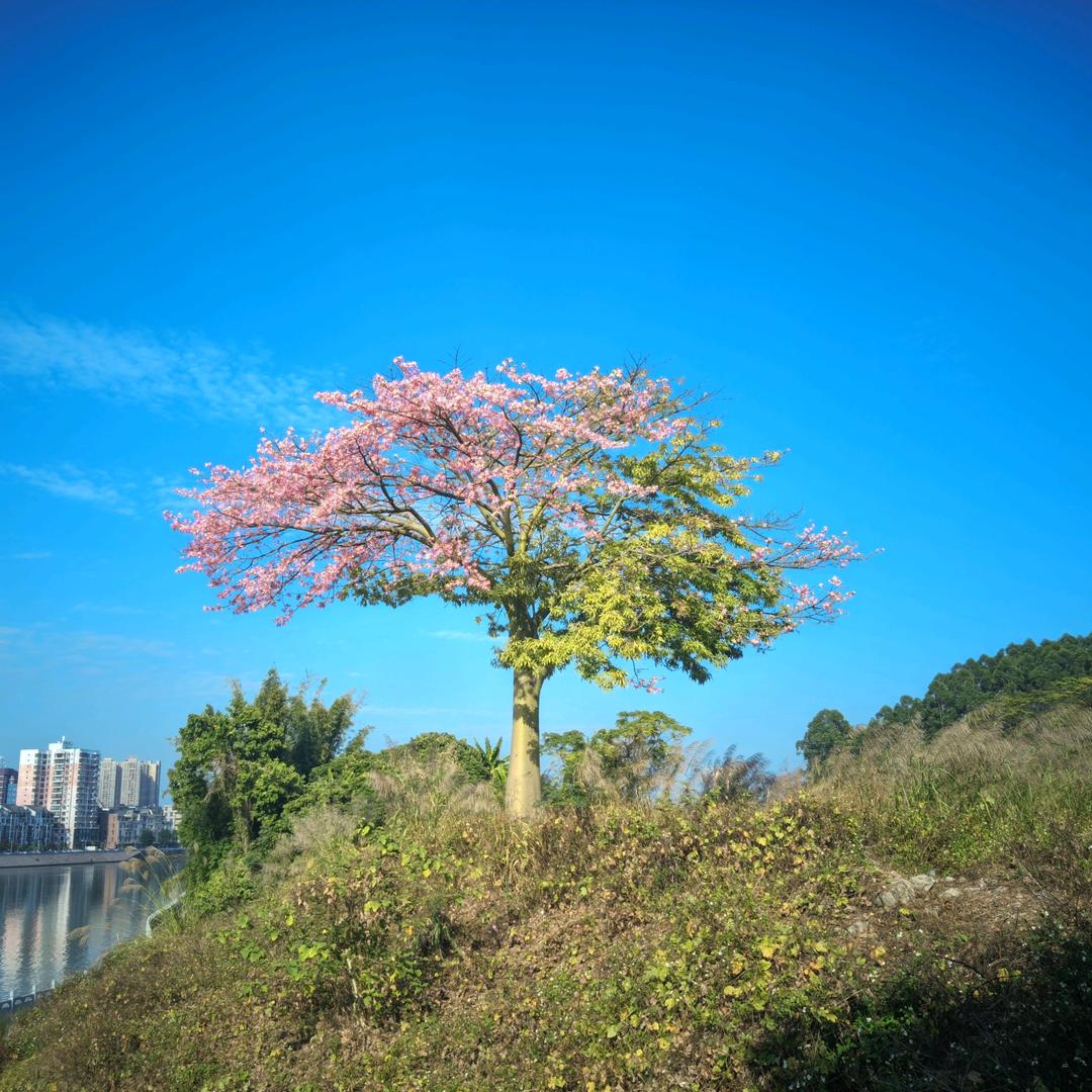 西红柿炒番茄