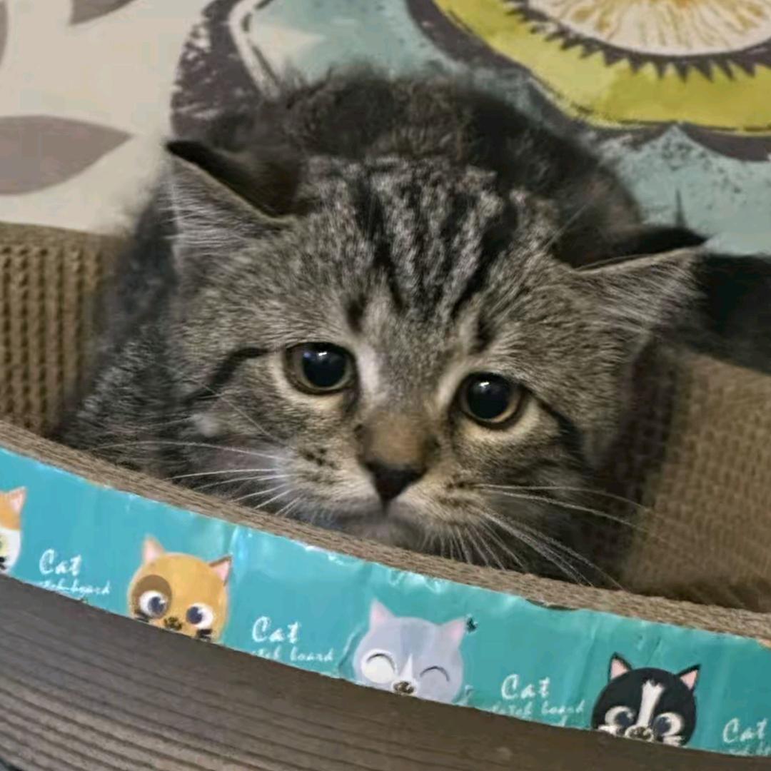 小新超爱玩