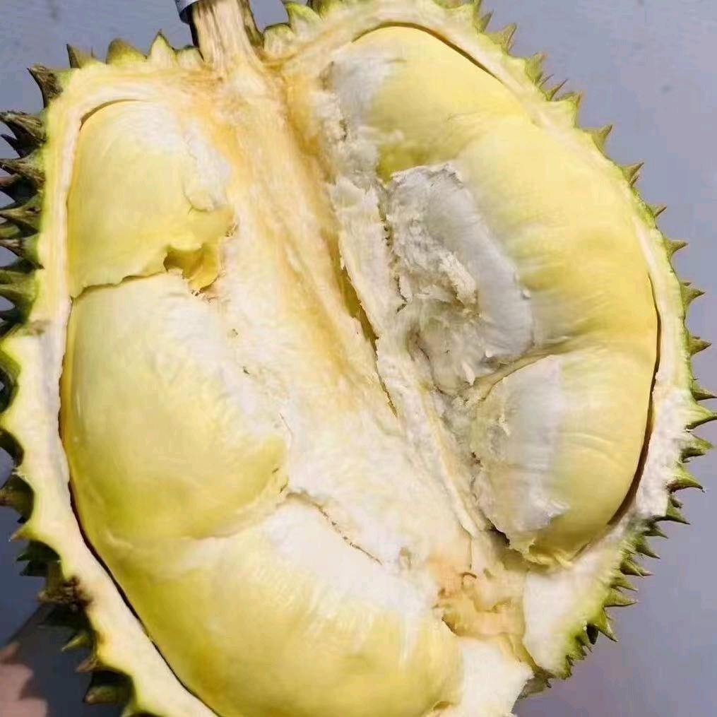 榴莲菠萝蜜小帅