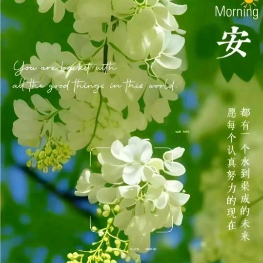 王三妹七七零五