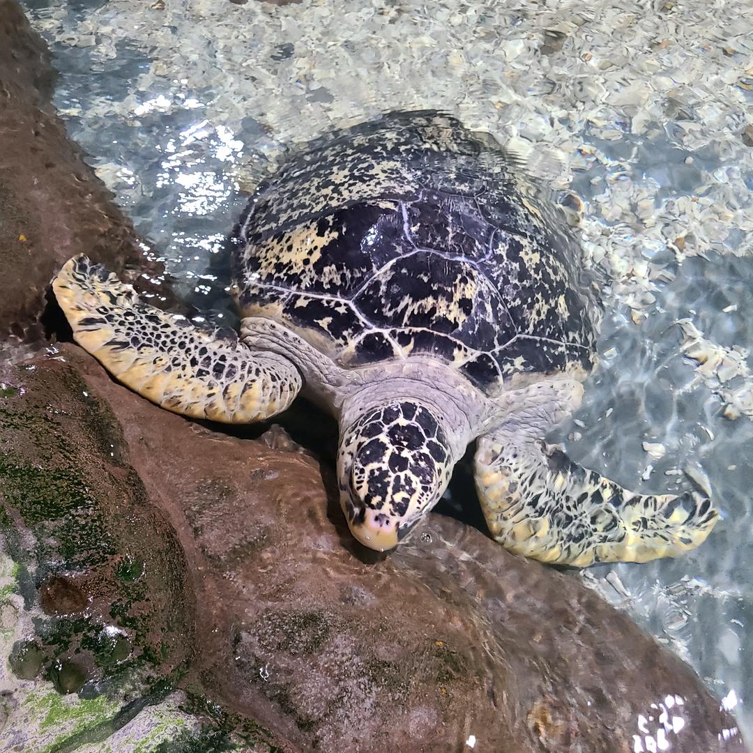 海洋天使（胡佳玲）
