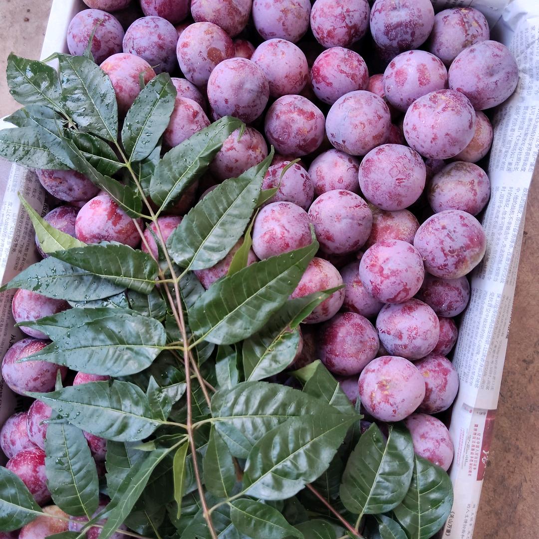 代销各种精品水果！心不动依然会痛