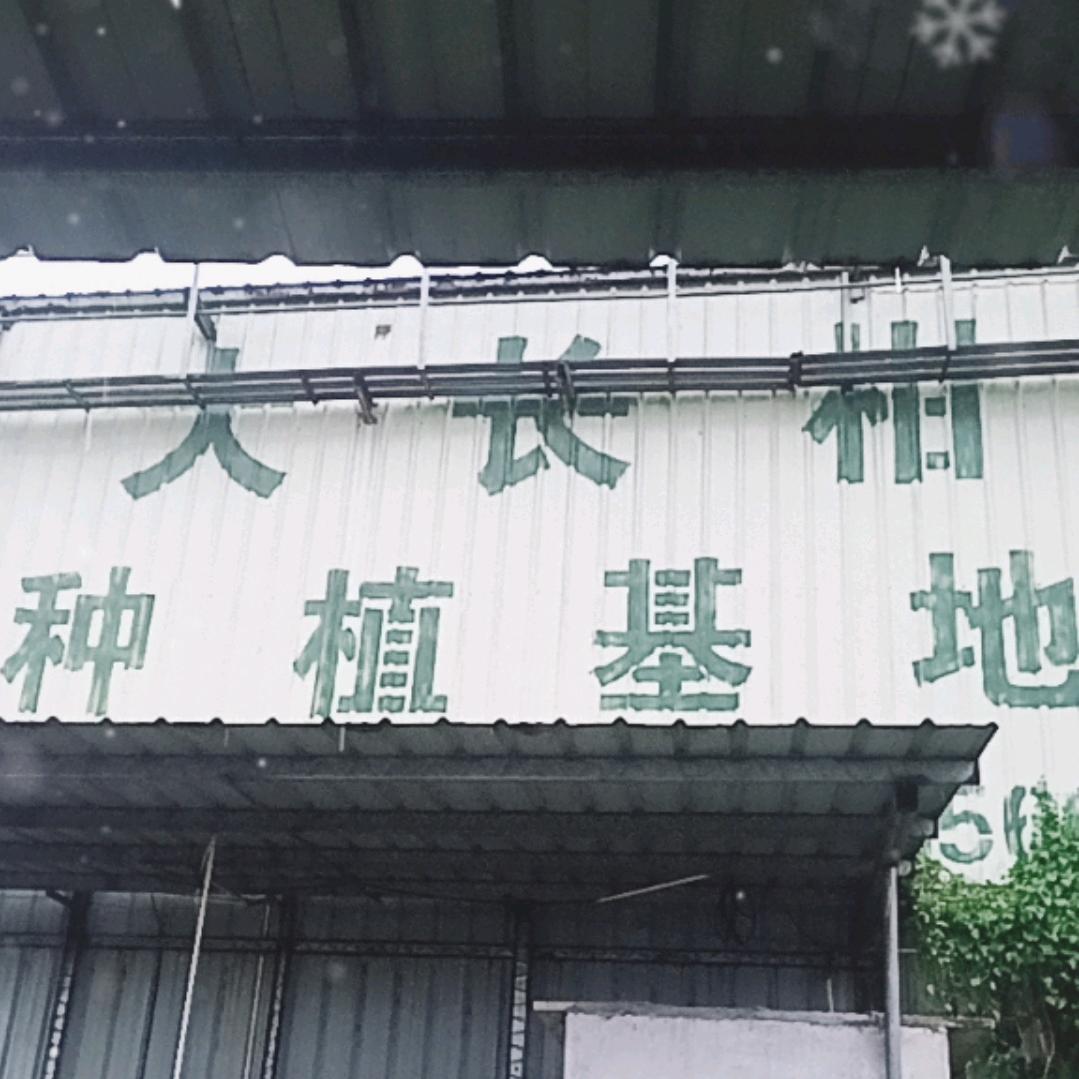 勇哥新会陈皮，自产自销。