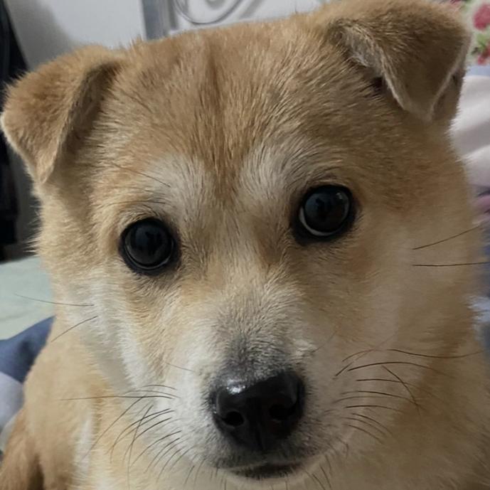 小狗的思念☀️