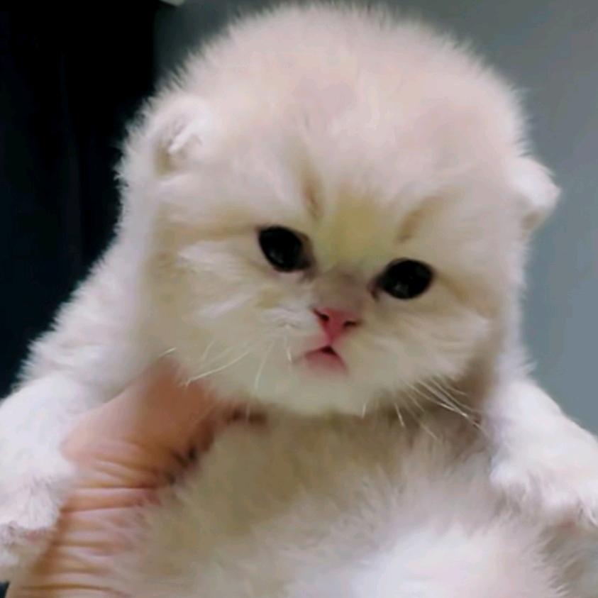 闹闹家的猫（直播号）