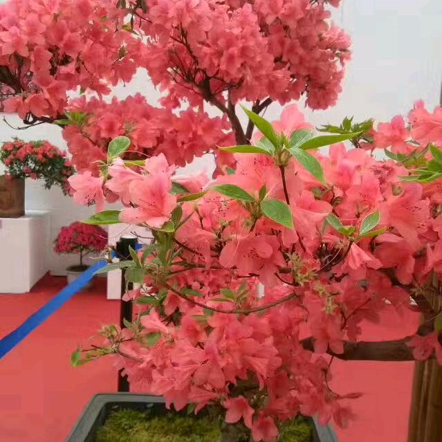 我爱我家